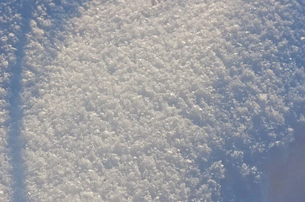 Trees Fully Covered Snow Winter Day Backyard — Stock Photo, Image