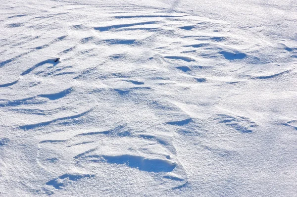 Träd Helt Täckta Snö Vintern Dag Nära Bakgård — Stockfoto