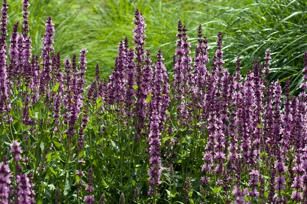 Color flowers — Stock Photo, Image