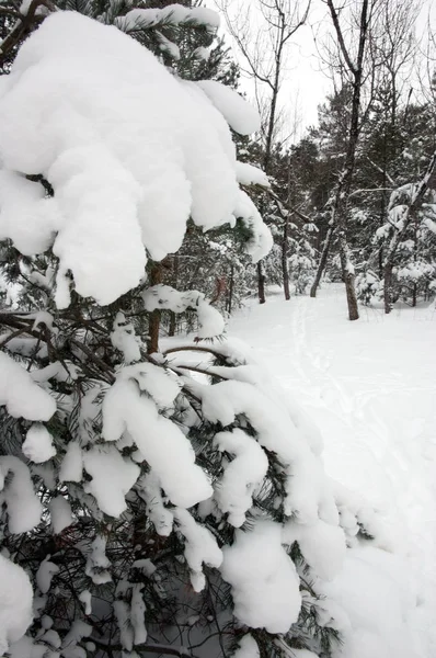 Winter forest — Stock Photo, Image