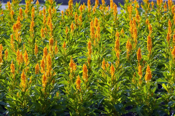 Celosia Fresh look — Stock Photo, Image