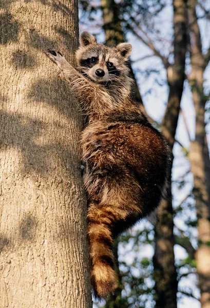 太ったアライグマは木の幹の上に座って 下を見下ろす — ストック写真
