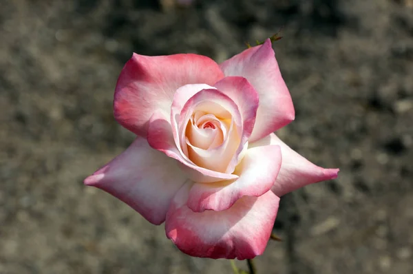 Roze en gele roos — Stockfoto