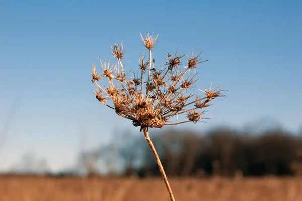 Zonlicht Droog Lemmet Blauwe Lucht Achtergrond — Stockfoto