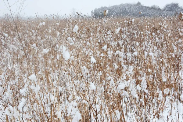 Dry blades of grass on snow blur forest background