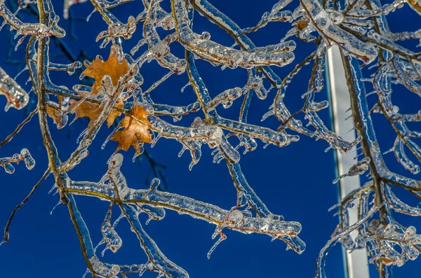 Ramitas Árboles Encerradas Hielo Después Una Tormenta Lluvia Helada —  Fotos de Stock