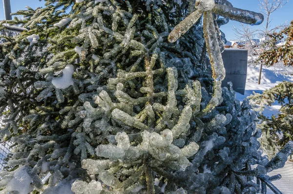 Twigs Tree Encased Ice Freezing Rain Storm — Stock Photo, Image