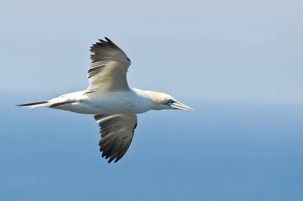 Noordelijk Gannet Vlucht Boven Oceaan — Stockfoto