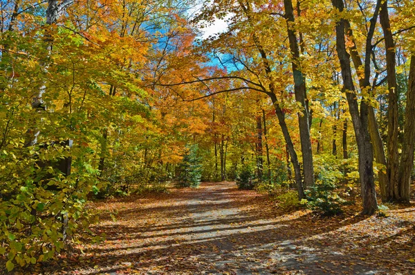 Valt Kleurrijke Bomen Het Park Ontario Canada — Stockfoto