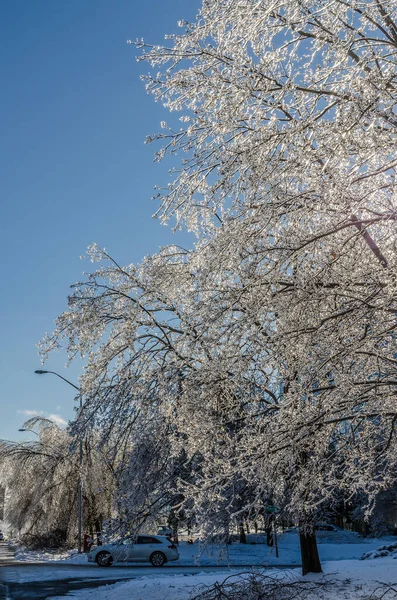 Гілочки Дерева Вкриті Льодом Після Льодяної Дощової Бурі — стокове фото
