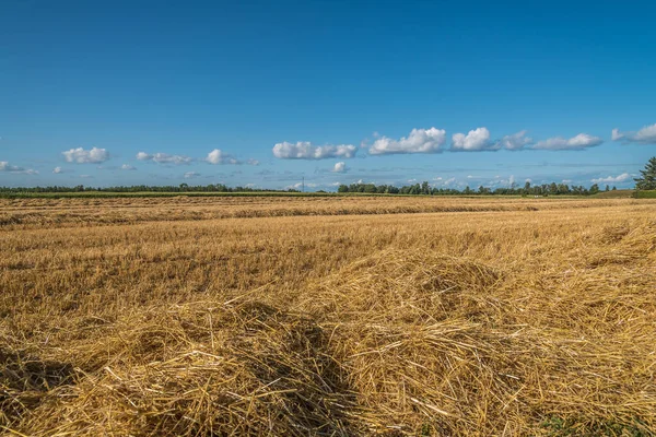 Yellow farm field at fall under blue sky with white clouds in Ontario, Canada