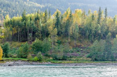 Dağ nehrinin manzarası. Norveç.