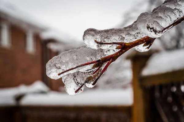 Twigs Tree Encased Ice Freezing Rain Storm — Stock Photo, Image