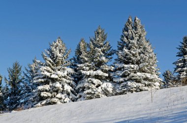 Güneşli bir günde kar altında filizler