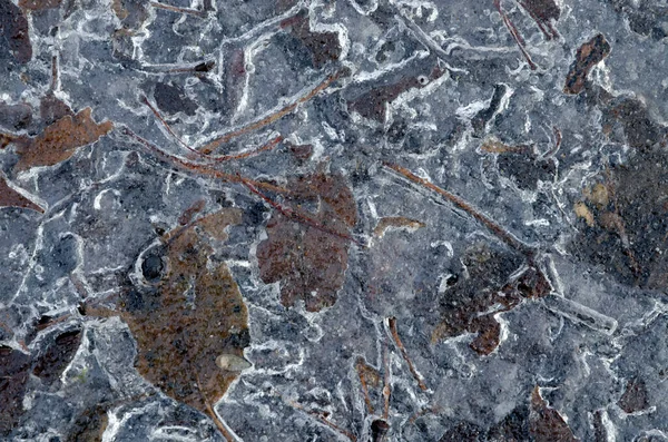 Лист Замерзший Льду — стоковое фото