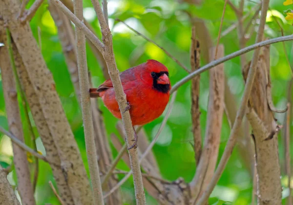 Kardynał Północny Cardinalis Cardinalis Kikucie Wiosną — Zdjęcie stockowe