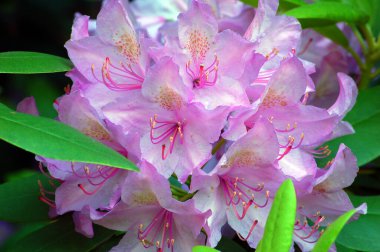 Gardını almış pembe bir rhododendron.