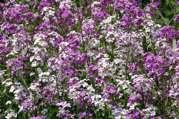 Біло Фіолетові Квіти — стокове фото
