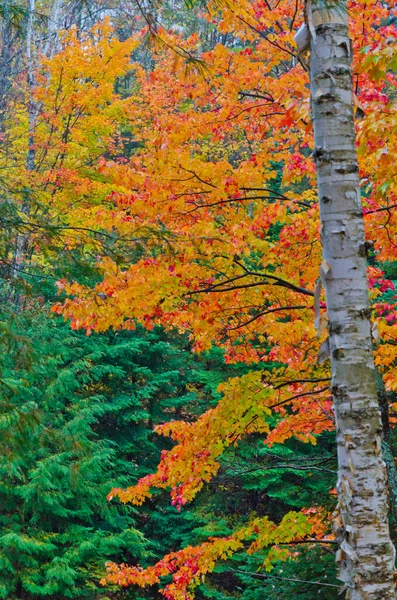 Arbres Colorés Dans Parc Killarney Automne Canada — Photo