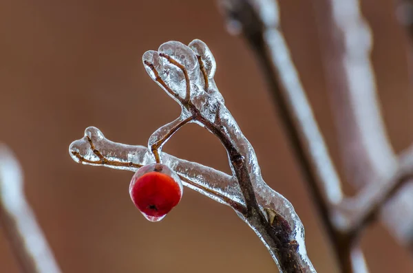 Ramitas Árboles Encerradas Hielo Después Una Tormenta Lluvia Helada —  Fotos de Stock