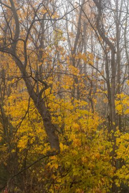Merkez Ontario, Kanada 'da sonbahar sisli ormanı