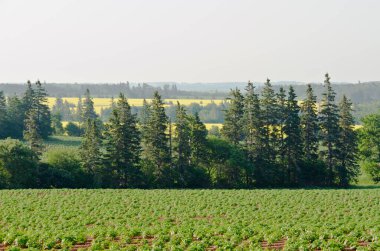 Prens Edward Adası 'nın tarlaları ve ormanları görünüyor.