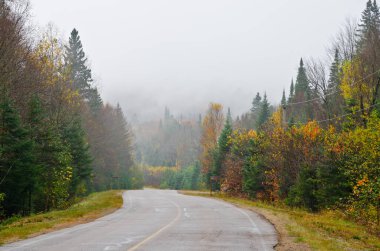 Sonbahar zamanı, Quebec, Kanada 'da orman yolunda sis vardı.