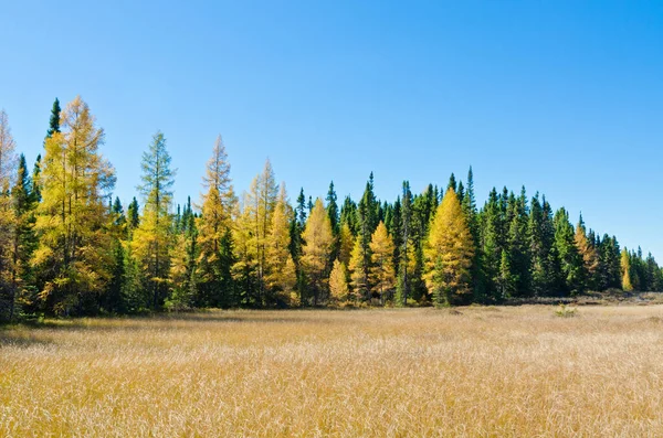 Northern Ontario Forest Autumn Time — Stock Photo, Image