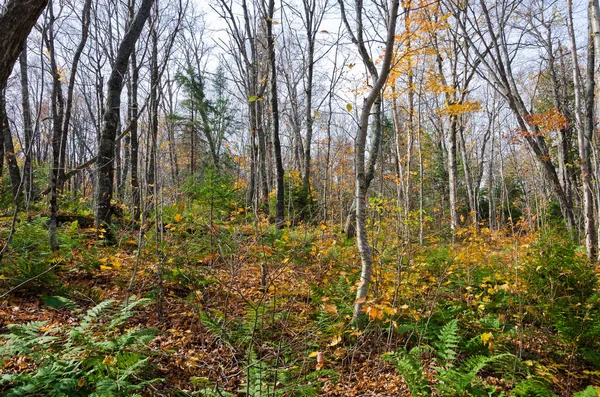 スペリオル湖の近くの公園で秋のカラフルな木 カナダのオンタリオ — ストック写真
