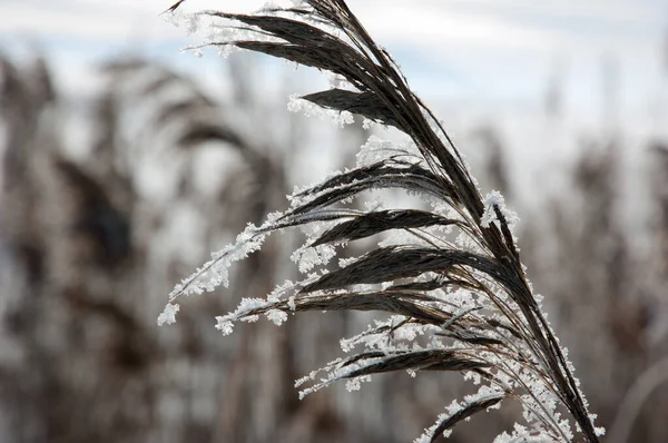 Sneeuw Droog Gras Messen Wazig Achtergrond — Stockfoto