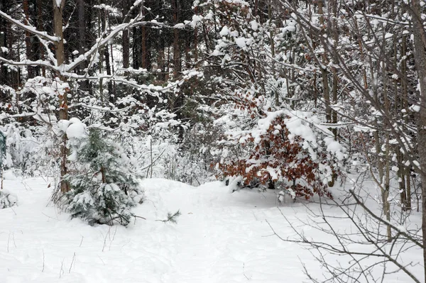 白雪に覆われた冬の森 — ストック写真