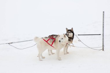 Karda Husky kızak köpekleri