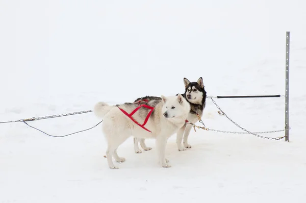 雪地上的哈士奇雪橇狗 — 图库照片