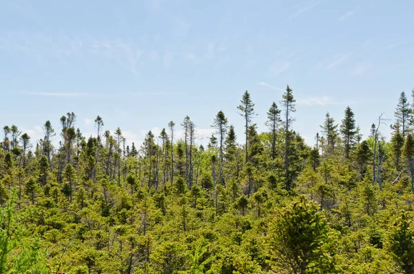 Las Świerkowy Parku Narodowym Gros Morne — Zdjęcie stockowe