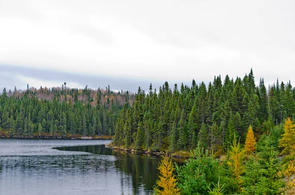 Noord Ontario Bos Herfst — Stockfoto