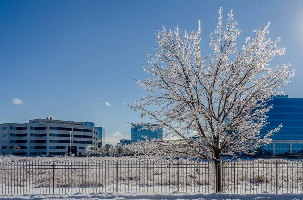 一场冰冻的暴雨过后 加拿大城镇的树木和街道 — 图库照片