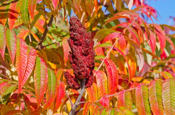 Sonbahar Parktaki Renkli Ağaçlardır Ontario Kanada — Stok fotoğraf