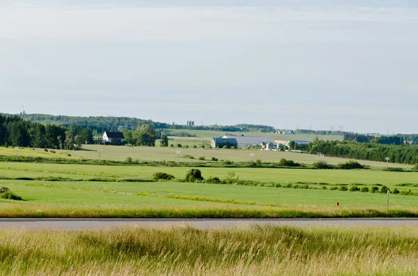 Impianto Erba Verde Nel Quebec Meridionale Canada — Foto Stock