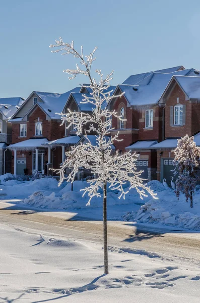 Trees Streets Canadian Town Freezing Rain Storm — Stock Photo, Image