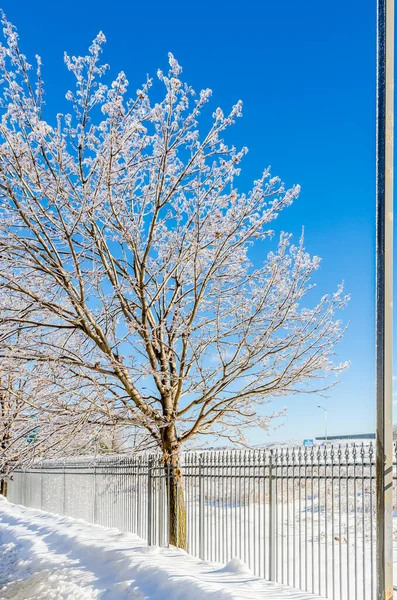 凍るような雨の嵐の後に氷に包まれた木の小枝 — ストック写真