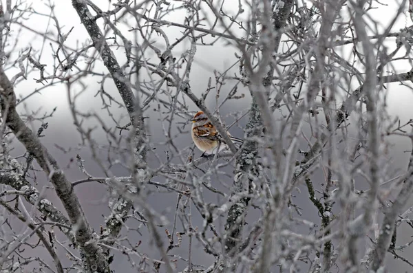 Sparrow Sits Branch Winter — Stock Photo, Image