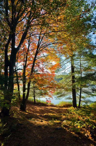 Bos Meer Zonnige Aurumn Dag Canada — Stockfoto