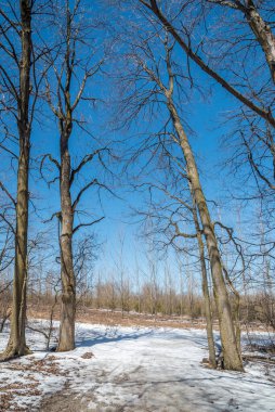 Kanada 'da bahar zamanı ormanda yerde kar yağar.