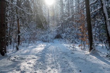 Orta Ontario, Kanada 'da kış güneşli ormanlar