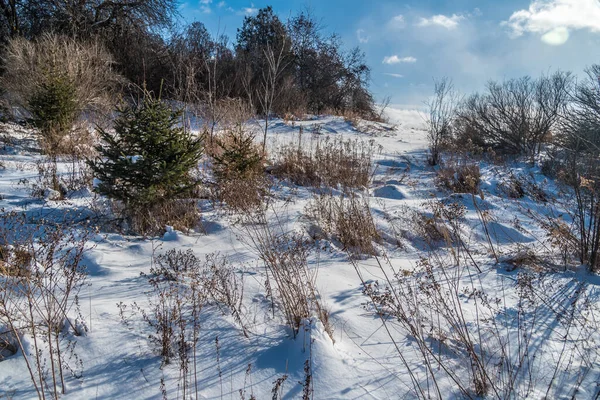 Bäume Und Sträucher Schnee Sonnigen Wintertag — Stockfoto