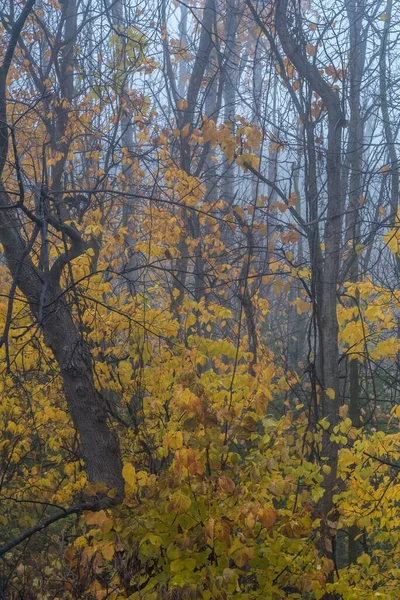 Merkez Ontario, Kanada 'da sonbahar sisli ormanı