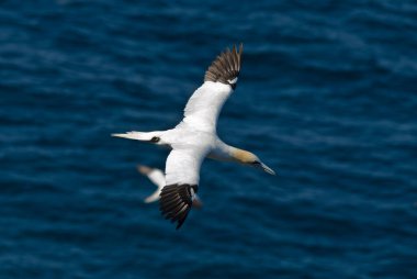 Kuzey sümsük kuşu okyanusun üzerinde uçuyor