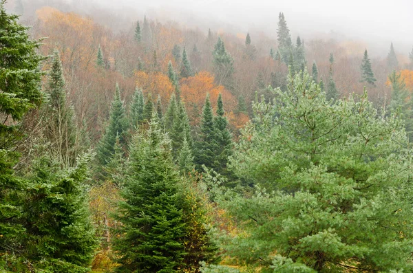 Mist Het Bos Herfst Quebec Canada — Stockfoto