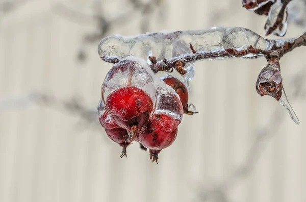 Ramitas Árboles Encerradas Hielo Después Una Tormenta Lluvia Helada —  Fotos de Stock