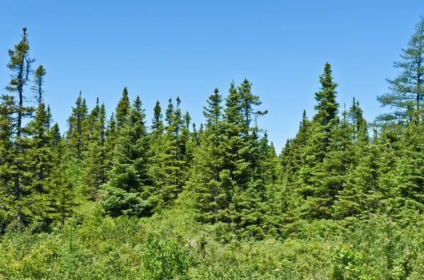 Paisagem Florestal Terra Nova Canadá Hora Verão — Fotografia de Stock